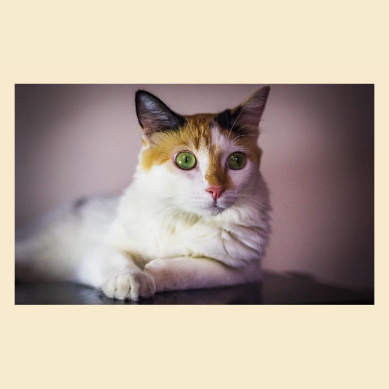 Katze