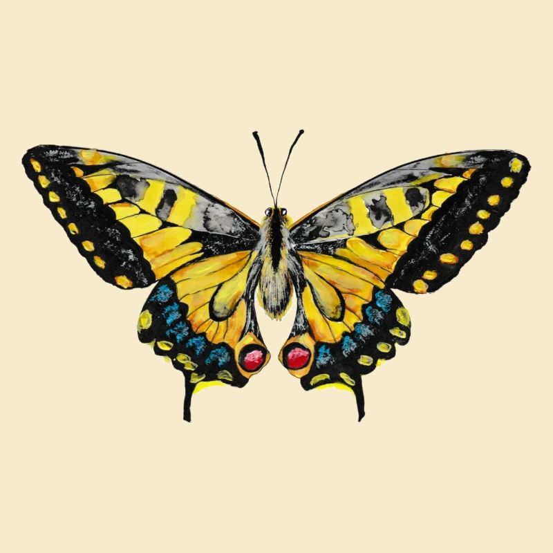 Schwalbenschwanz Schmetterling