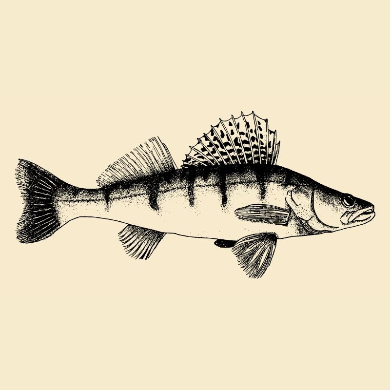 Zander Motiv