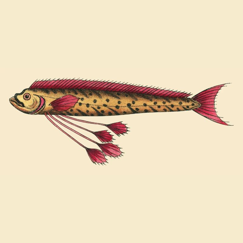 Riemenfisch