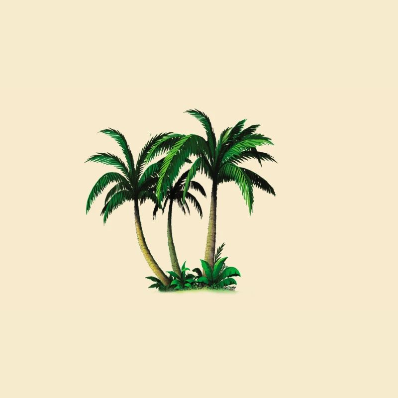 palms
