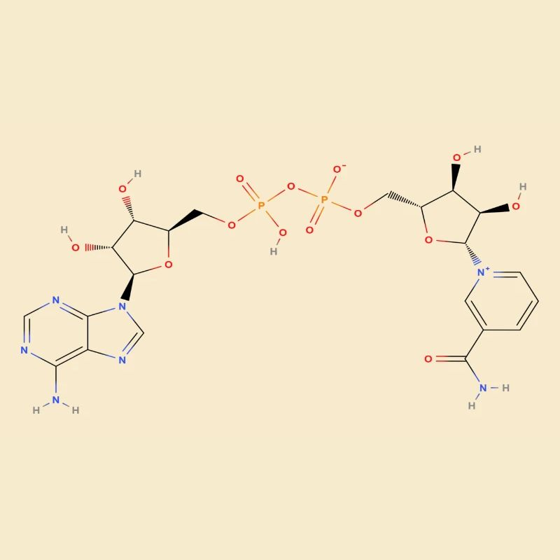 Nicotinamide adenine dinucleotide Molecule - Couleur
