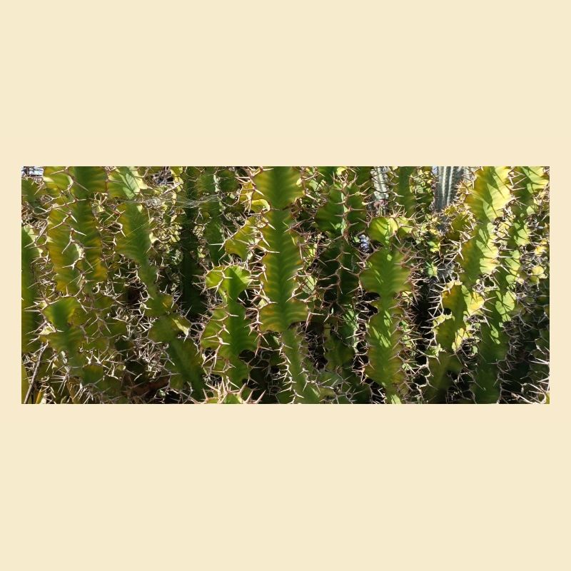 Canarian gorgeus cactus