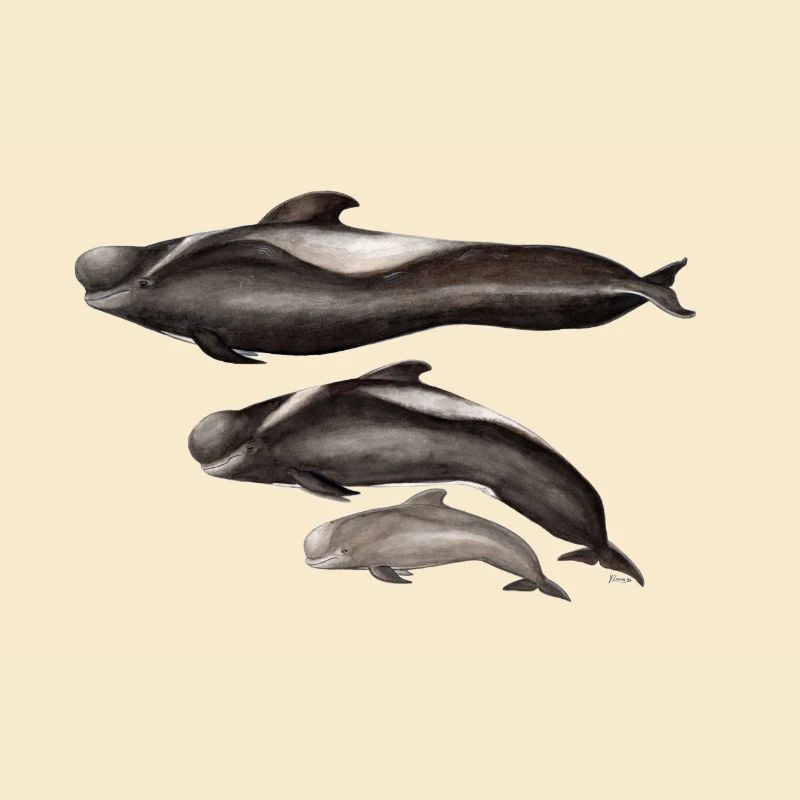 globicéphale - finned - globicéphale