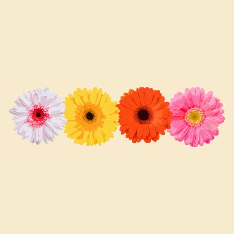 Gerbera