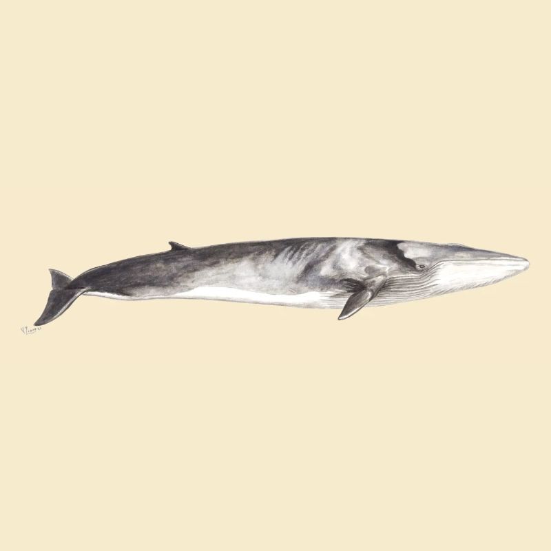 Finnwal Balaenoptera physalus