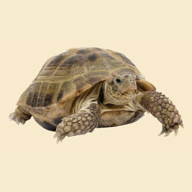 turtle tortoise animals animals7