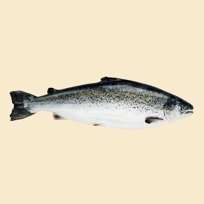 Lachs
