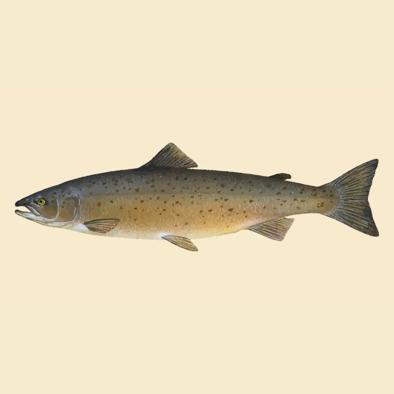 saumon