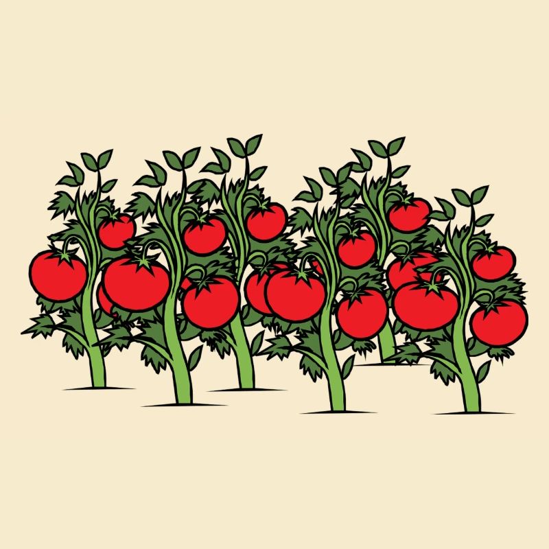 Tomatoes on the bush. Gift