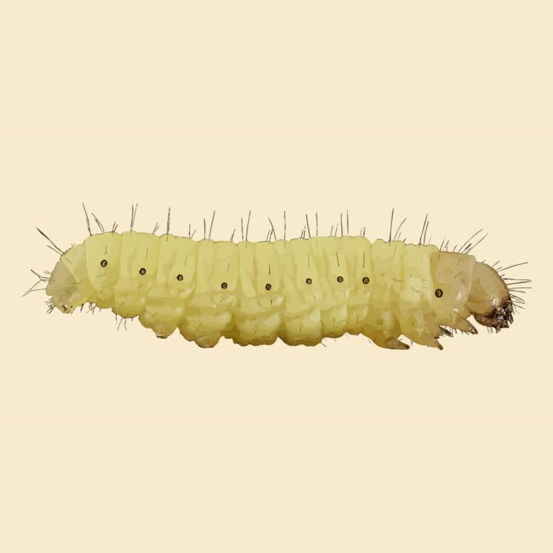 Raupe