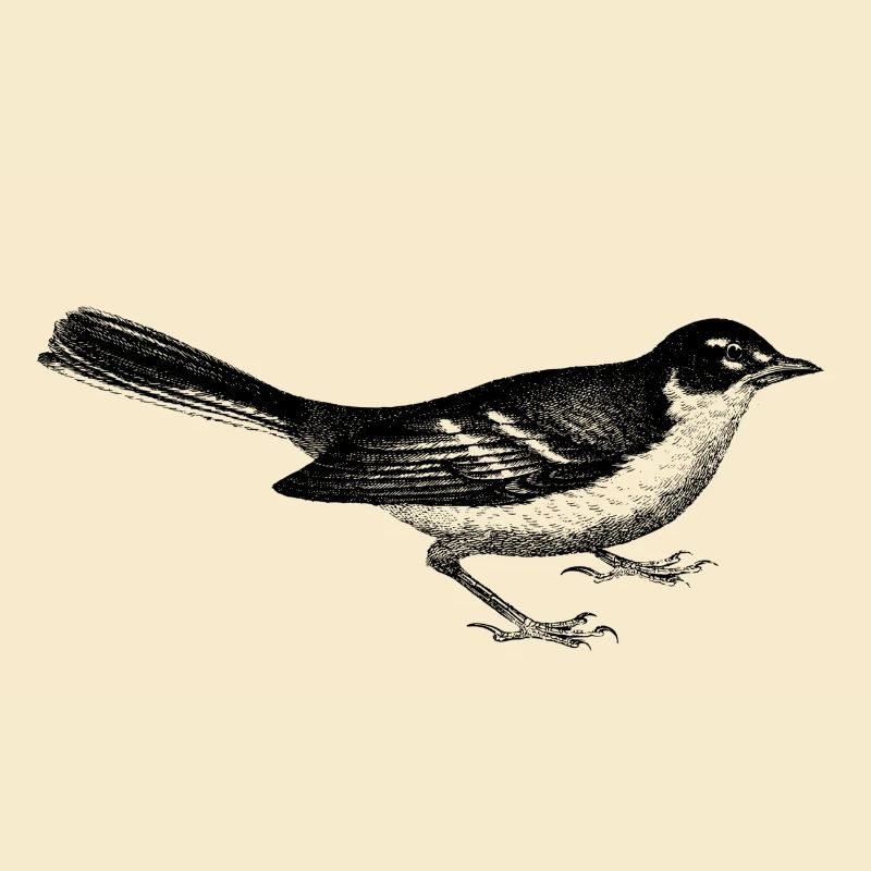 Vogel