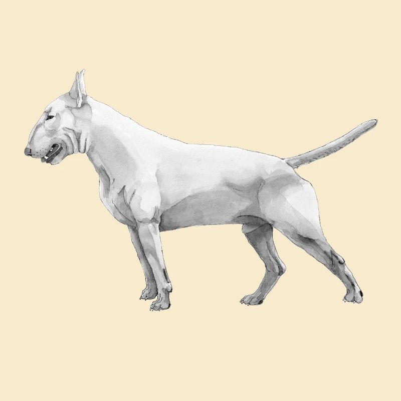 Bullterrier