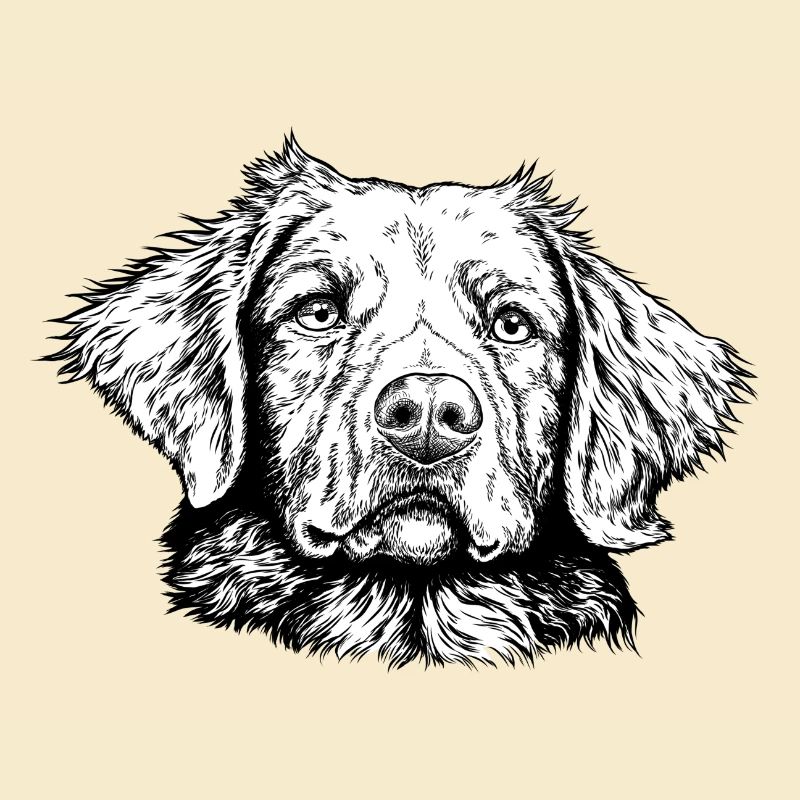 Nova-Scotia-Duck-Tolling-Retriever