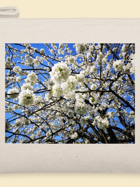 Blühender Kirschbaum im Frühling