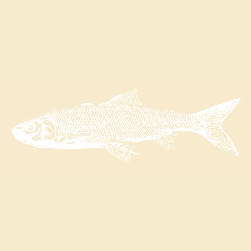 Poisson truite