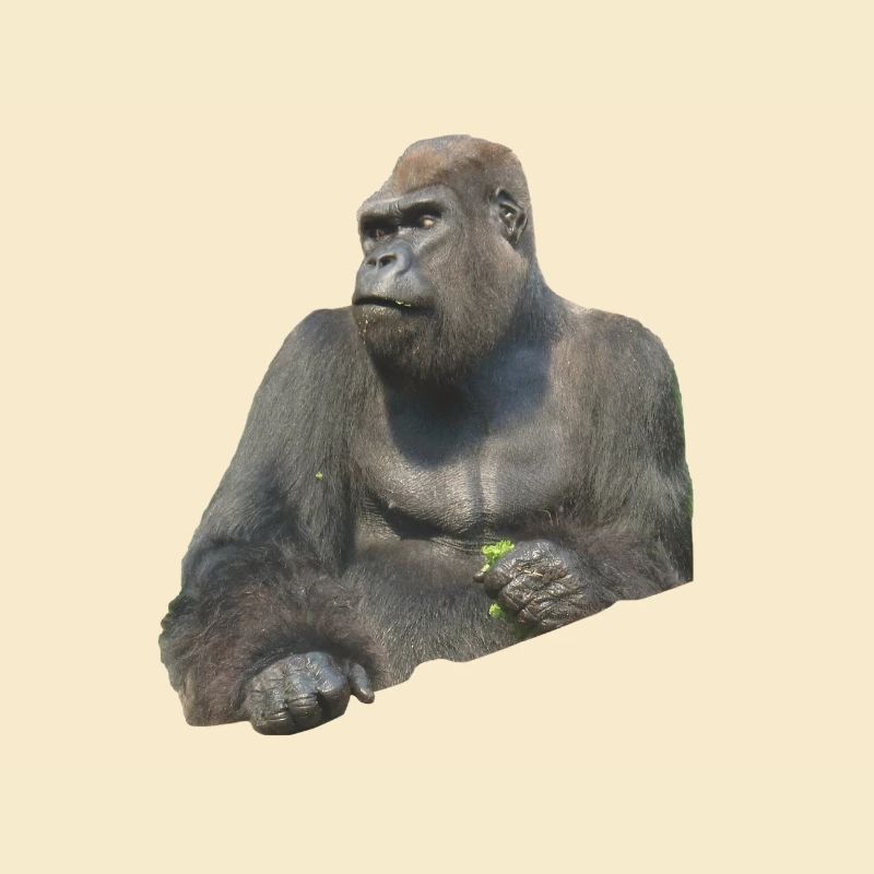 gorilla