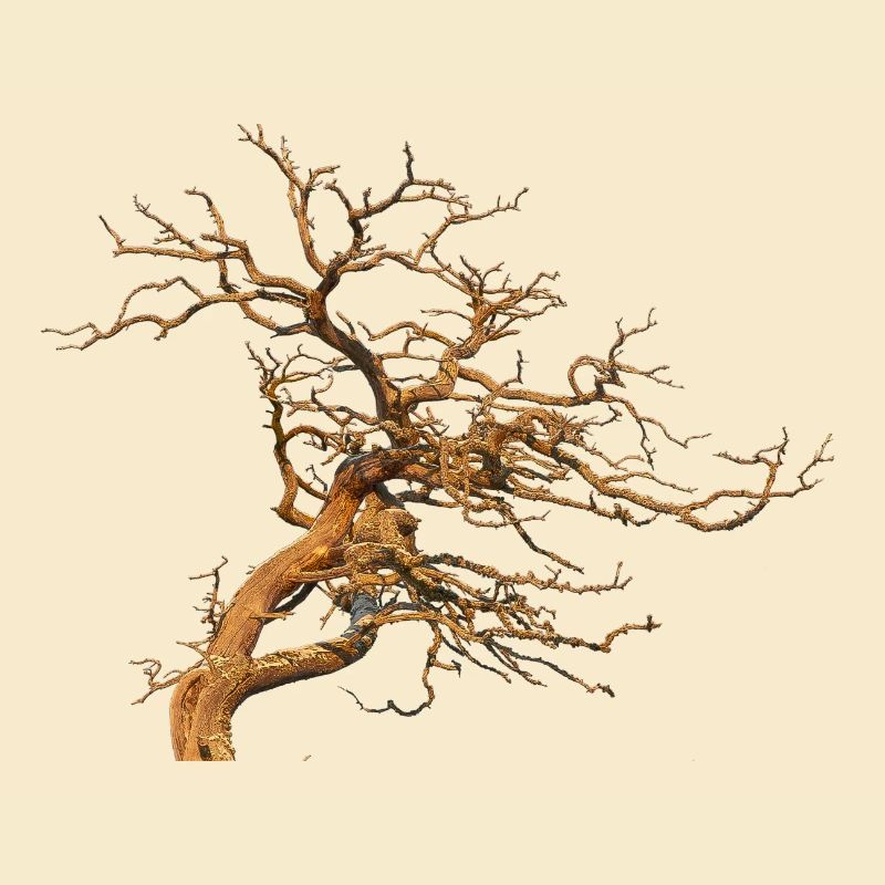 Baum