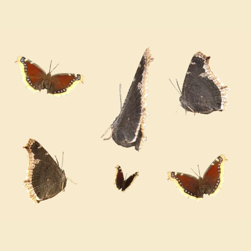 Schmetterling Trauermantel