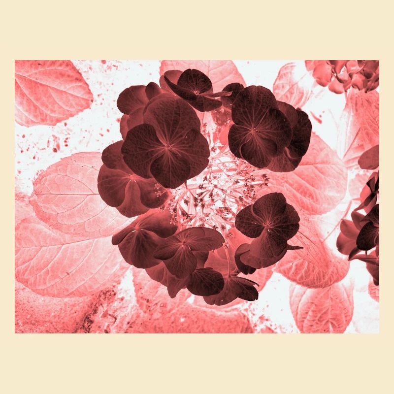 Rote Hydrangea Florales Muster