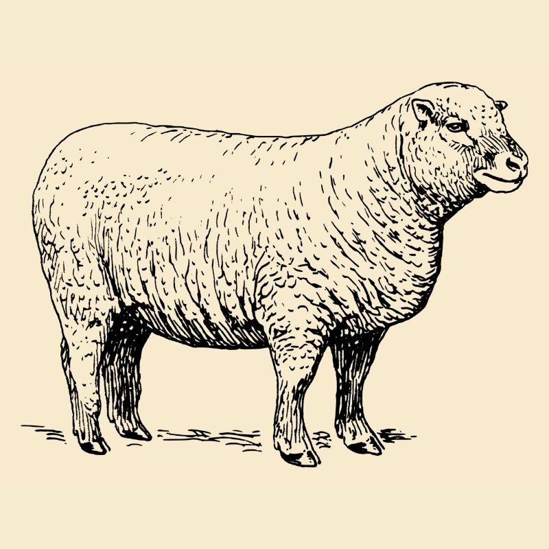 sheep97