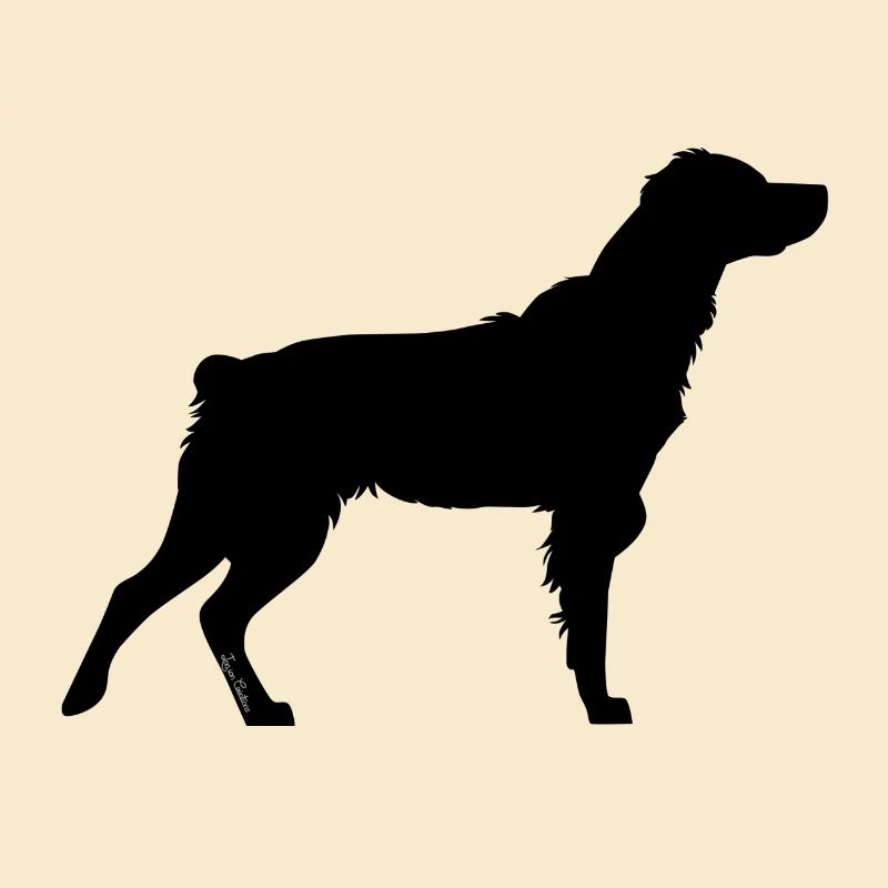 Regenbogen schwarz Spaniel Breton
