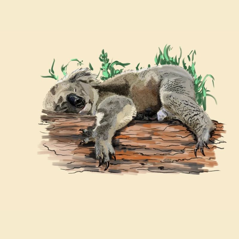 koala bear