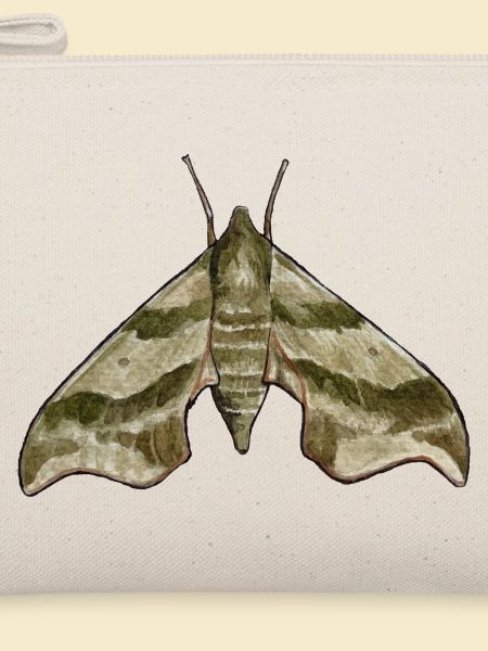 Motte (Darapsa myron)