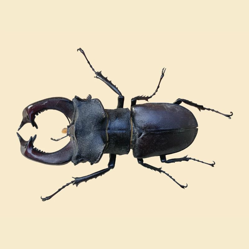 Hirschkäfer