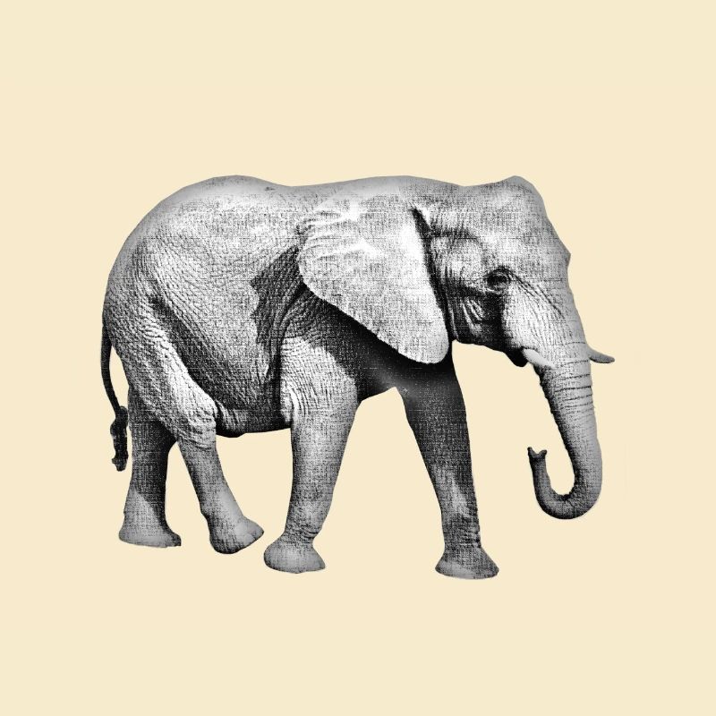 Elefant