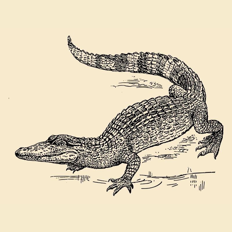 kroko 58