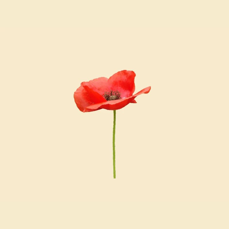 rote offene Mohnblume