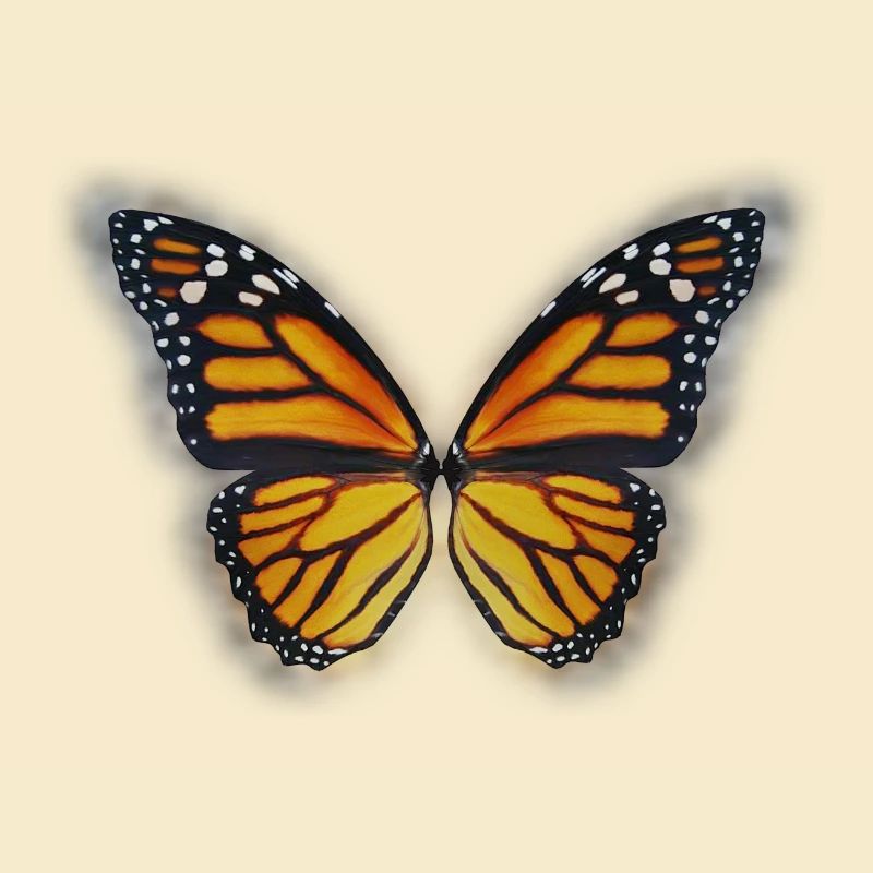 Butterfly spring summer