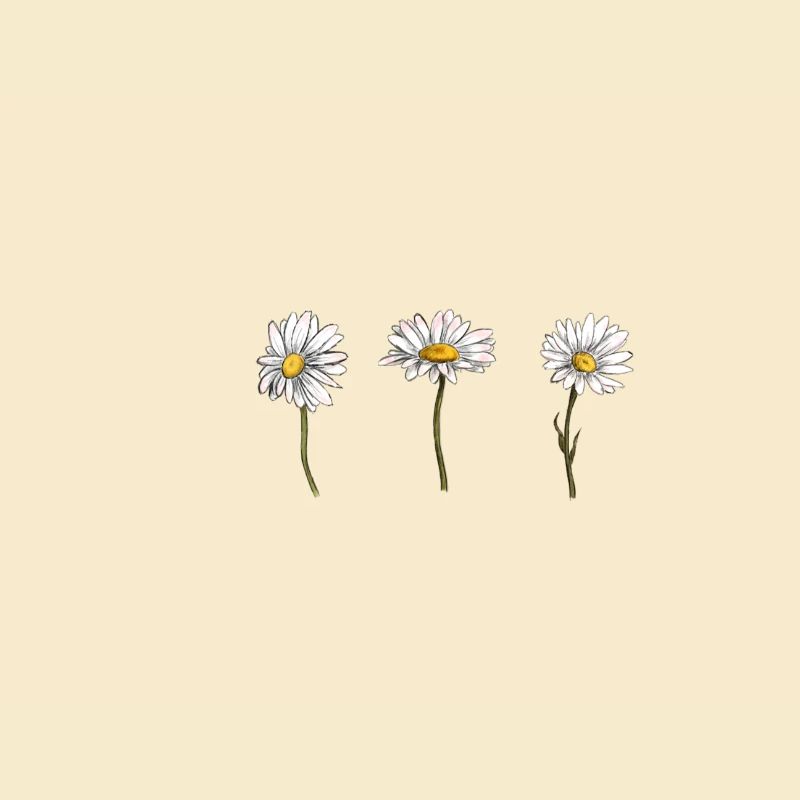 3 daisy