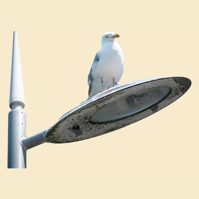 Möwe auf einer Lampe Post