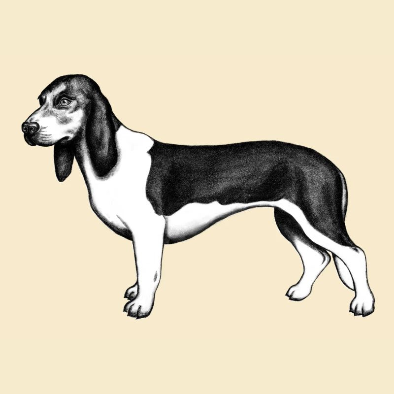 Chien de basse-course suisse