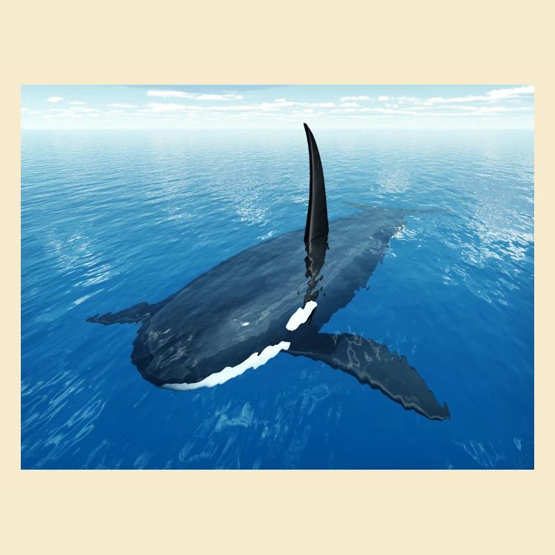 Schwertwal, Orca, Killerwal