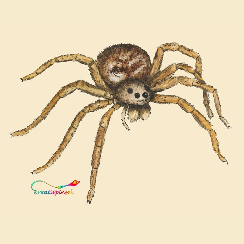 Wolf spider, a native spider