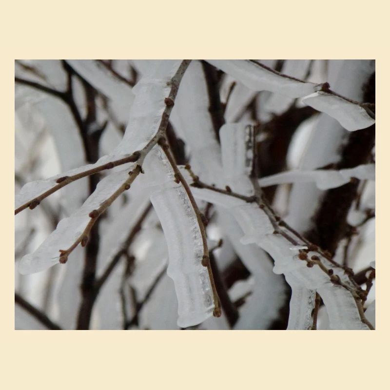 Ice on branches