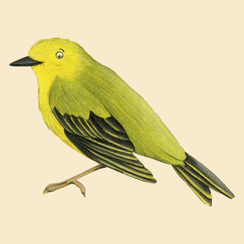 Waldsänger