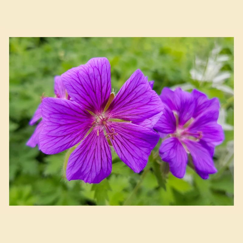 Geranium Brookside en allemand Storchschnäbel