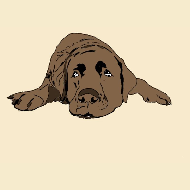 Labrador