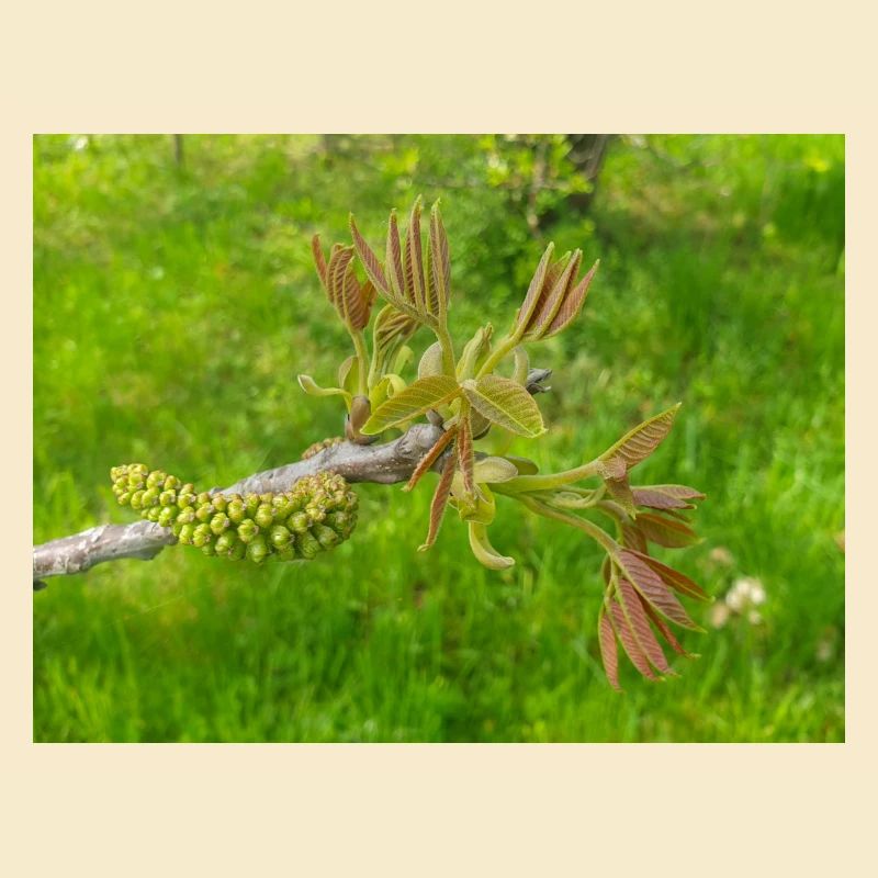 Persian walnut also common walnut Juglans regia