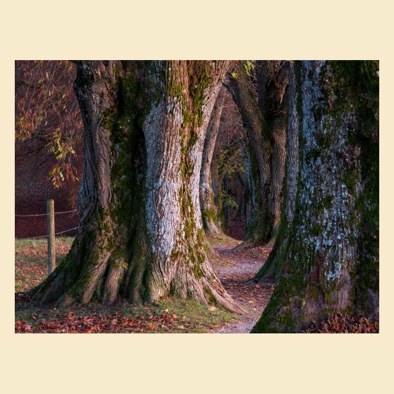Steindl Allee