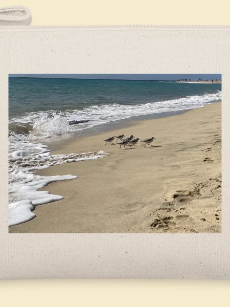 Run Bird run