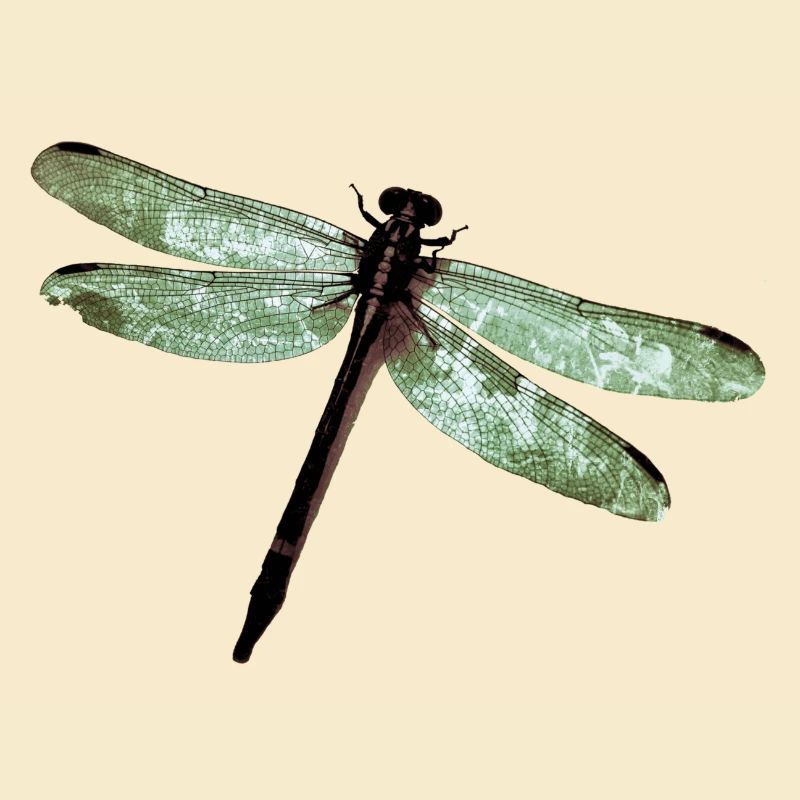 Libelle