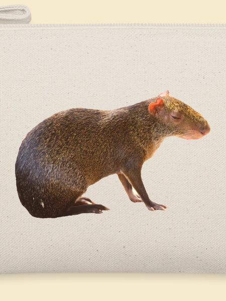 Agouti 4