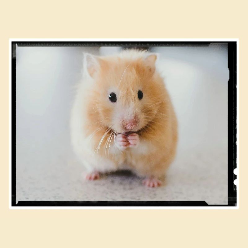 Hamster