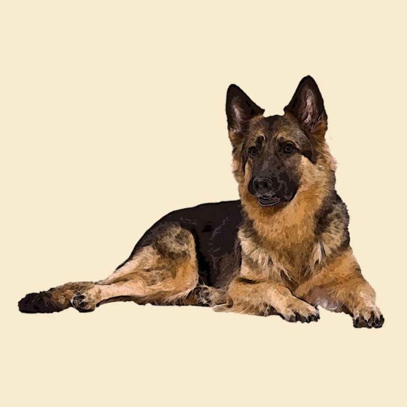 Deutscher Schäferhund