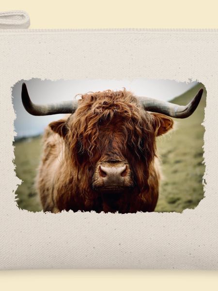 Highland cattle